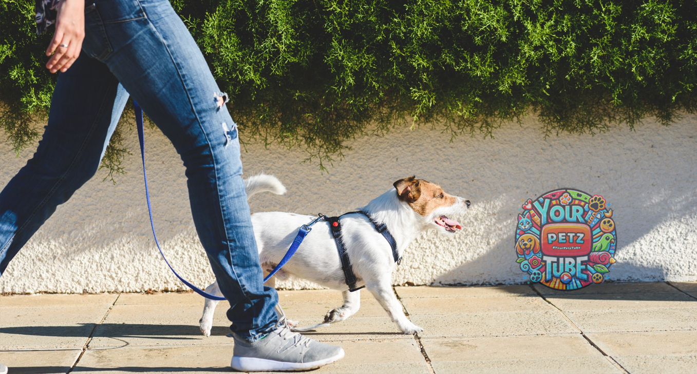 The Benefits of Regular Exercise for Pets: Beyond the Walk