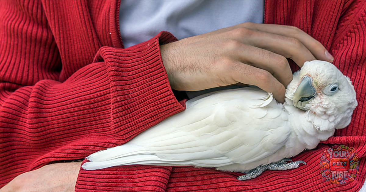 Cockatoo Conservation