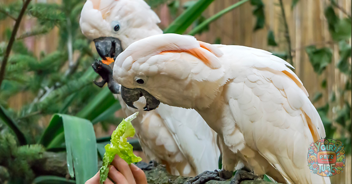 Cockatoo Feeding