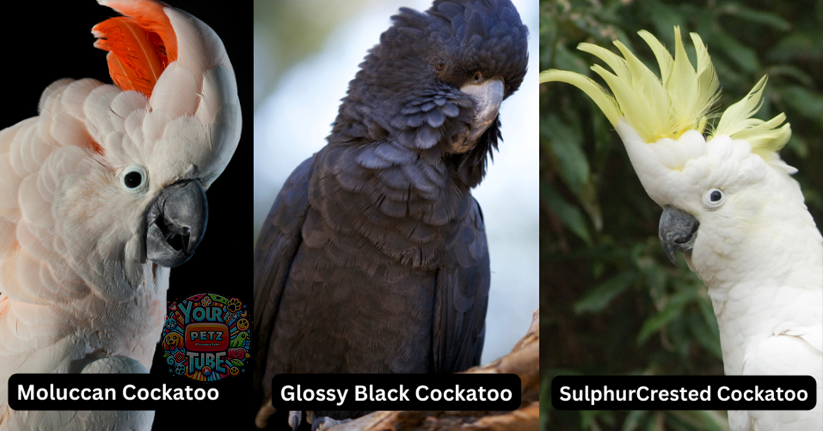 Different Cockatoo Species