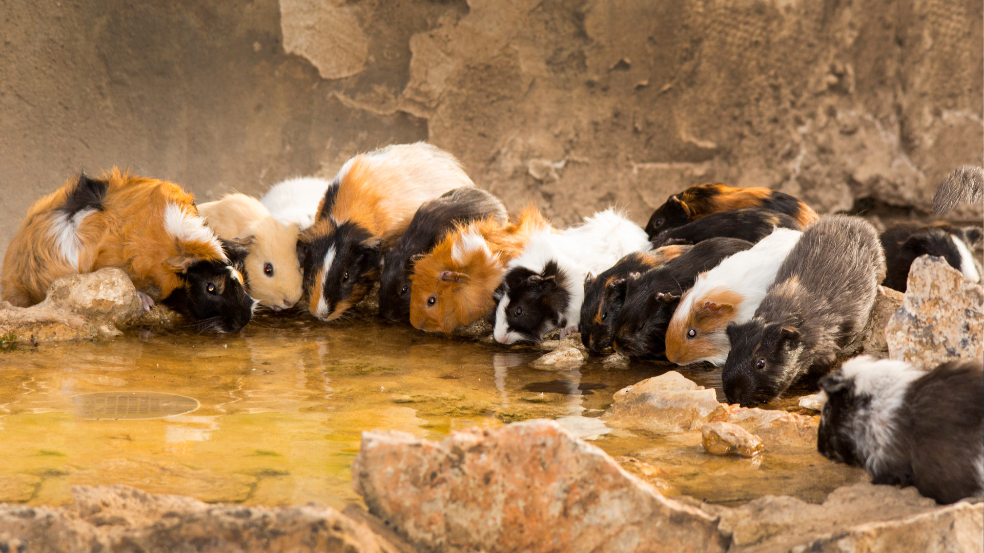 Guinea Pig Group