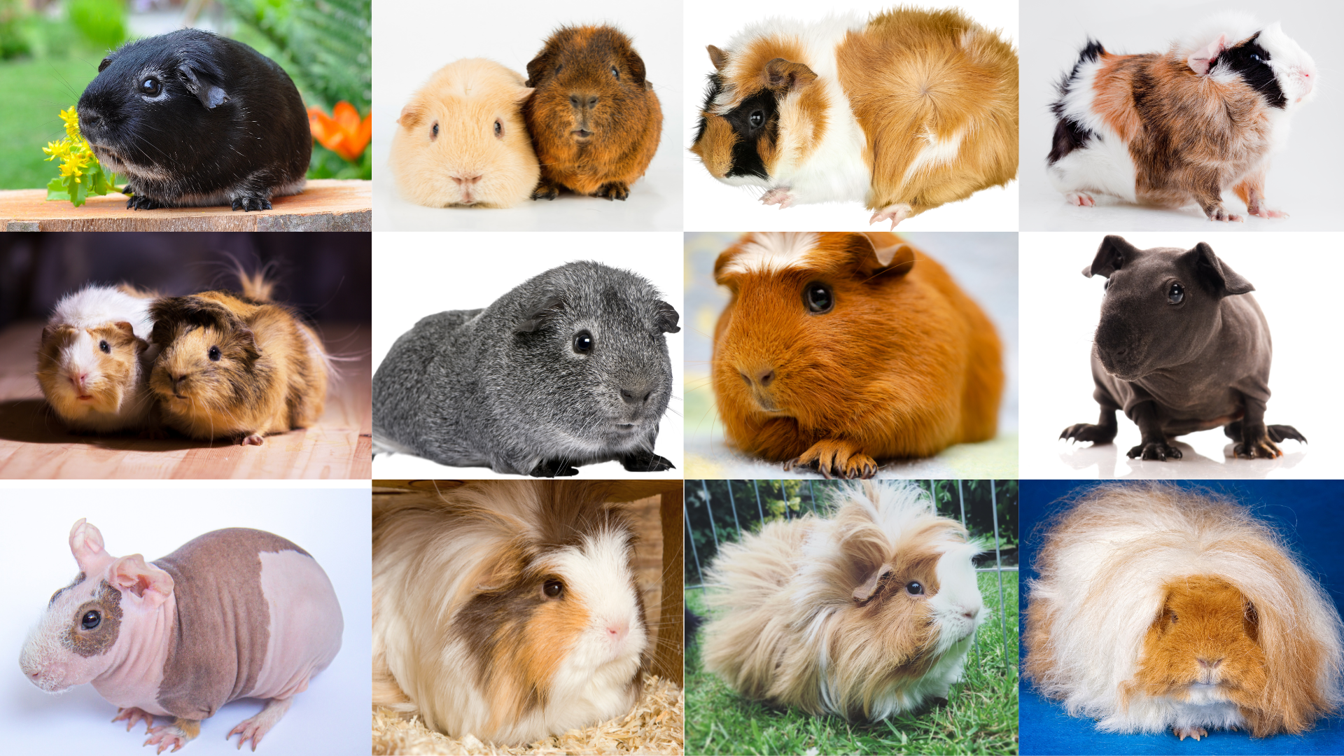 Variety of Guinea Pig Breeds