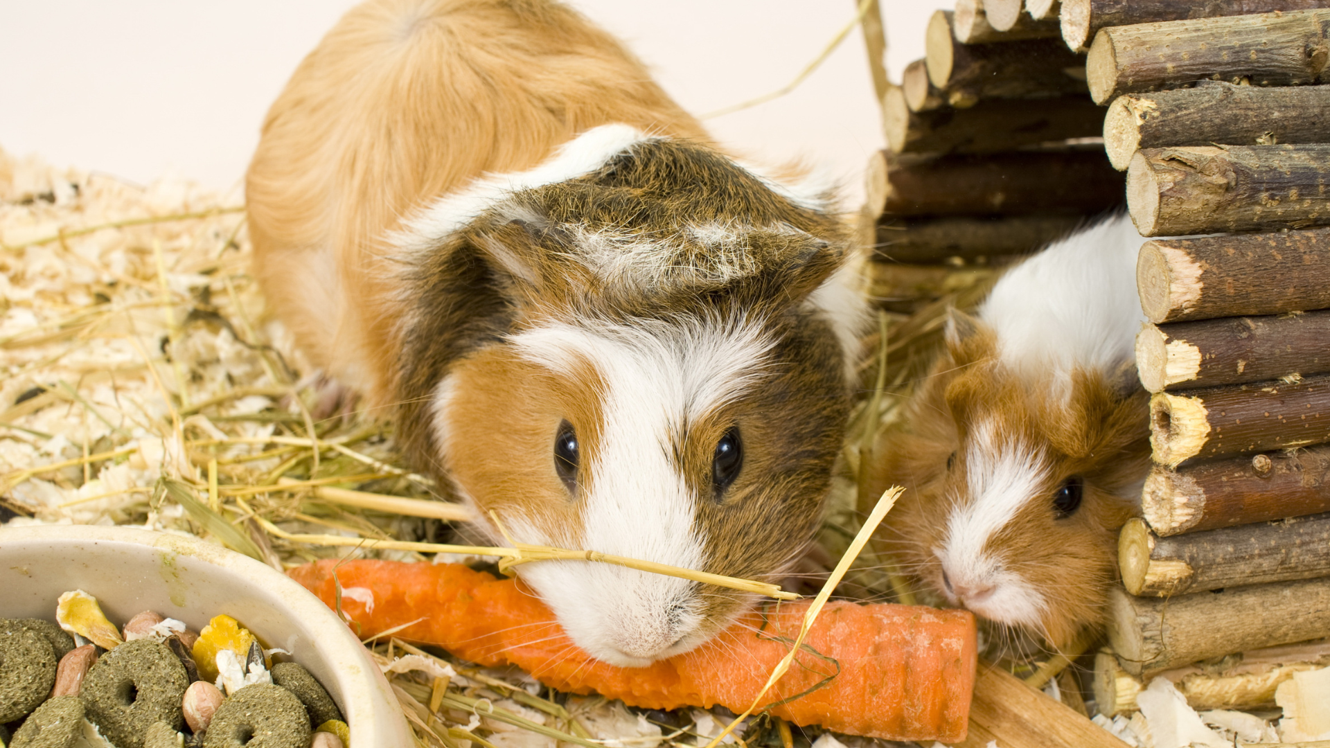 Guinea Pig Eating