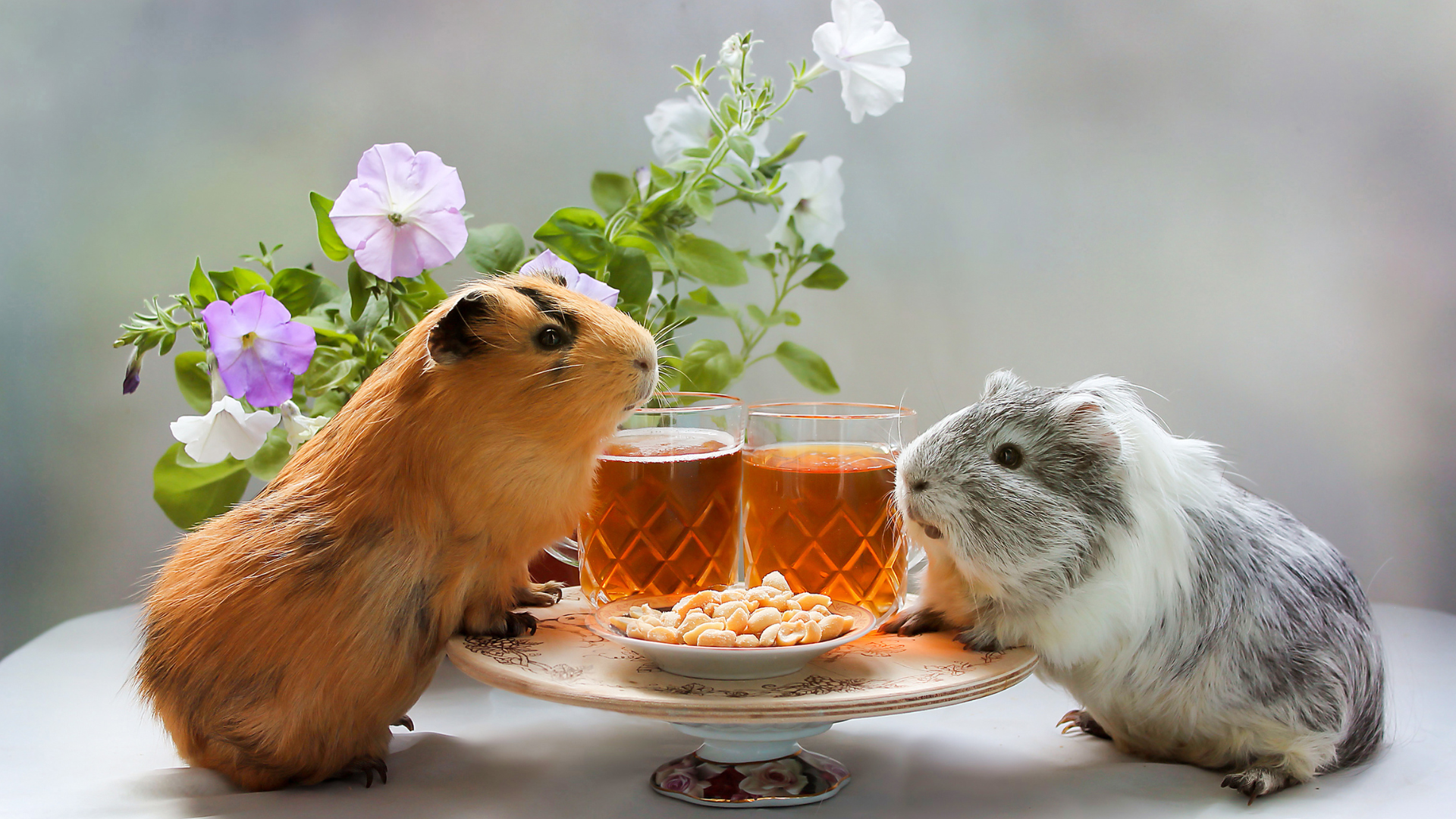 Guinea Pig Family