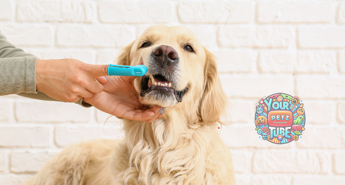 Pet Dental Care: The Key to Overall Health
