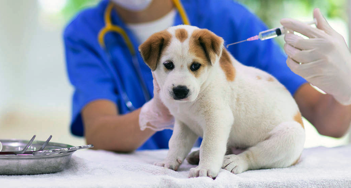 Puppy Vaccines: Protecting Your New Companion