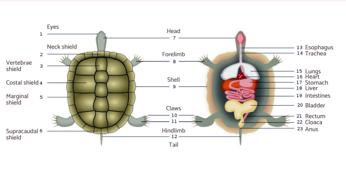 Turtle Anatomy and Shell Structure