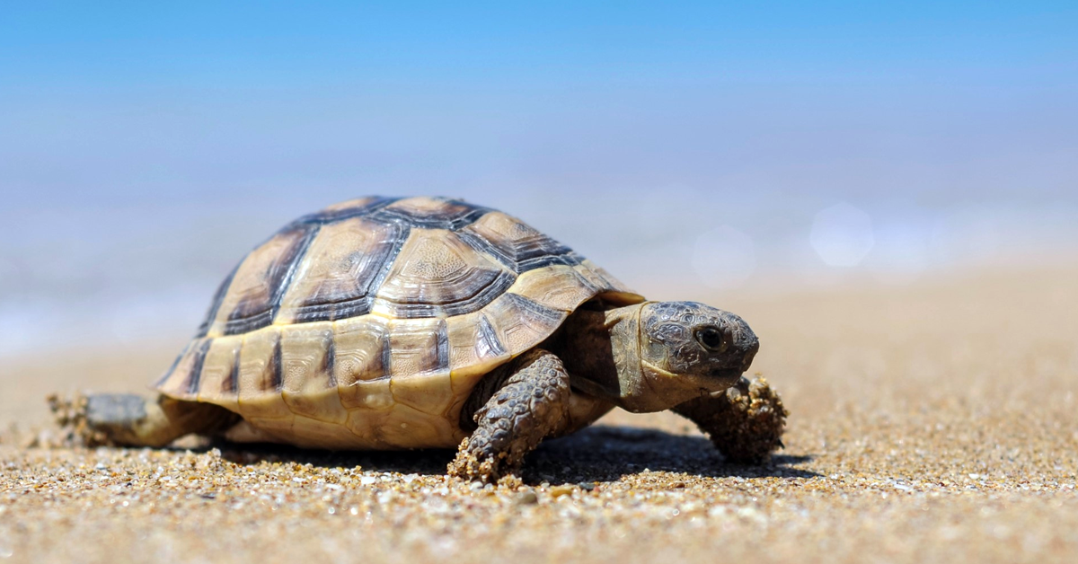 Image of turtle walking on land