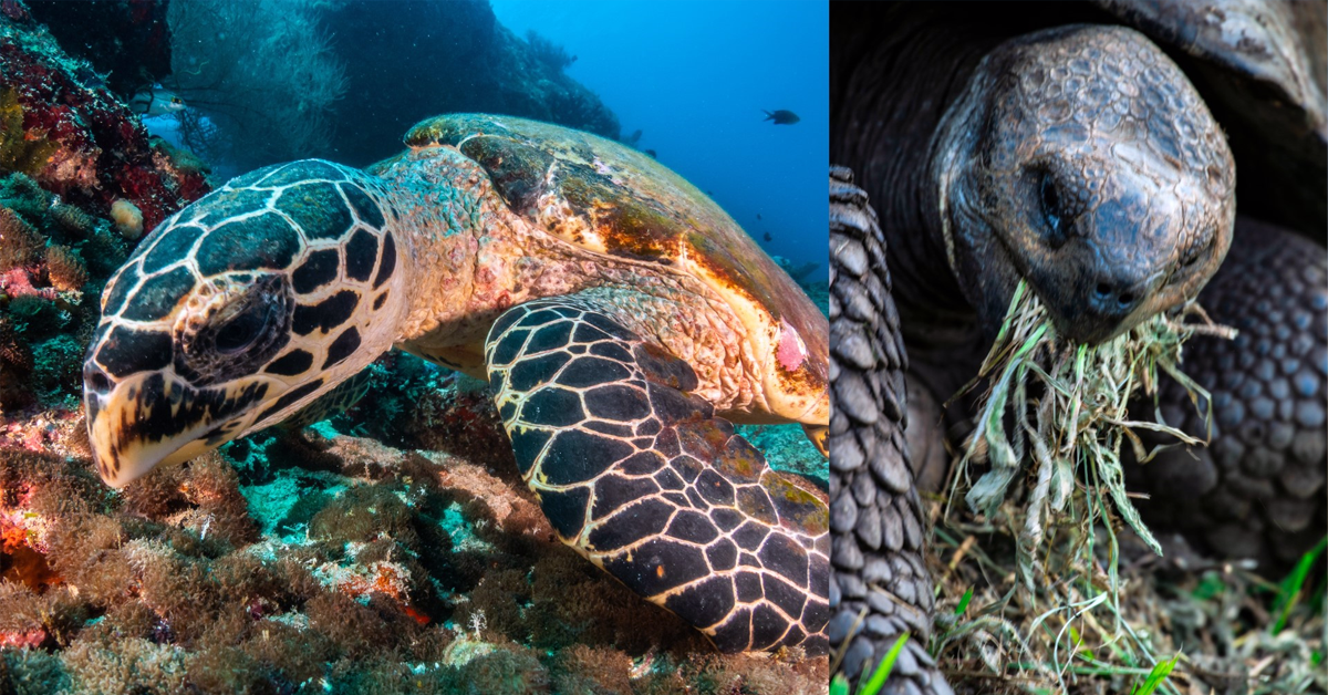 Turtles Feeding