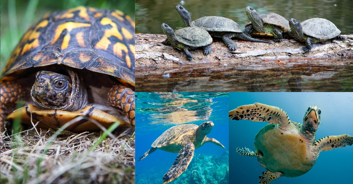 Turtles in Various Habitats