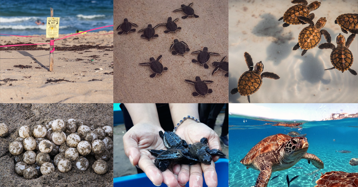 Turtle Conservation Efforts