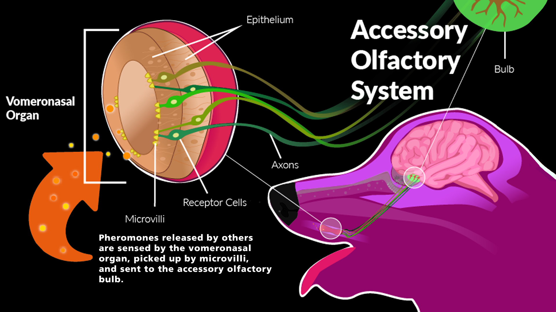 Vomeronasal Organ