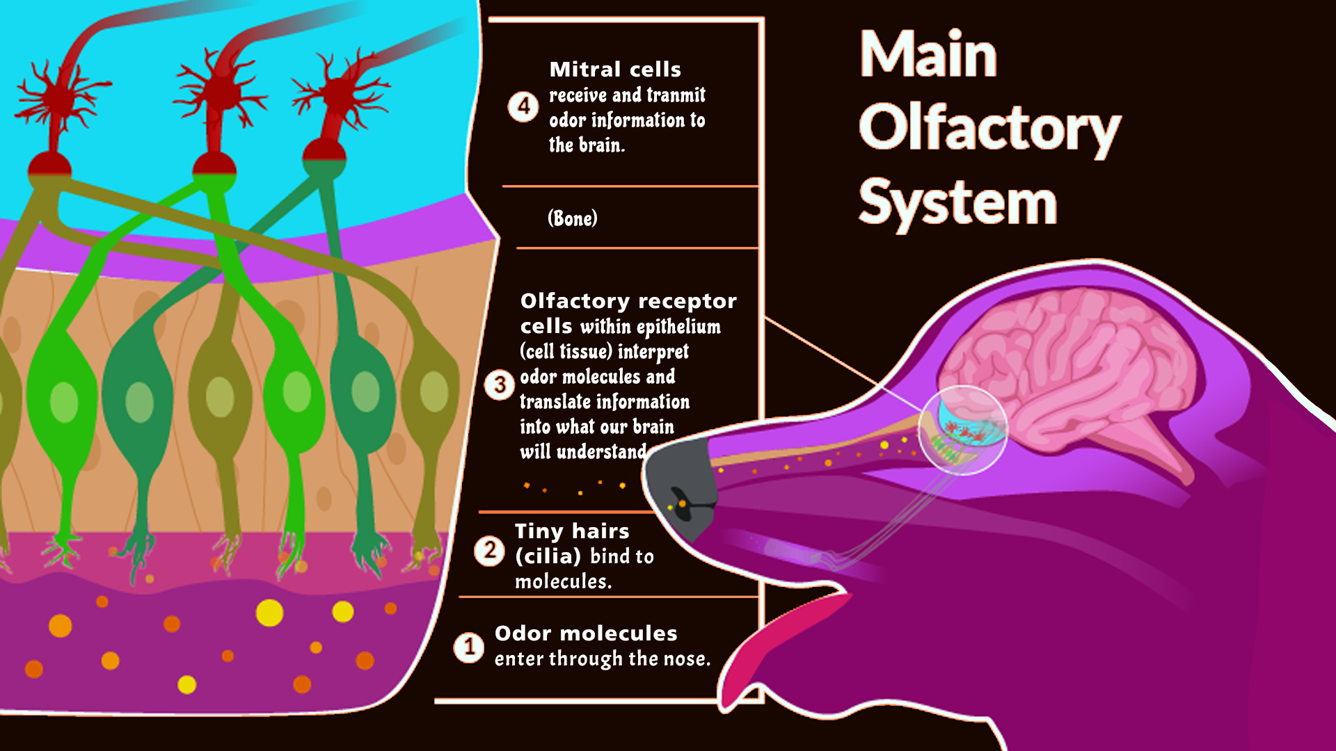 Main Olfactory System